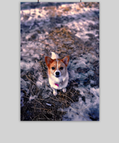 Winter Puppy Love Poster